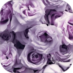 Lavender Rose WalL Apk + Mod 1.3 (Unlocked)