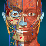 Anatomy Learning – 3D Anatomy Apk Mod 3.1.457 Unlocked